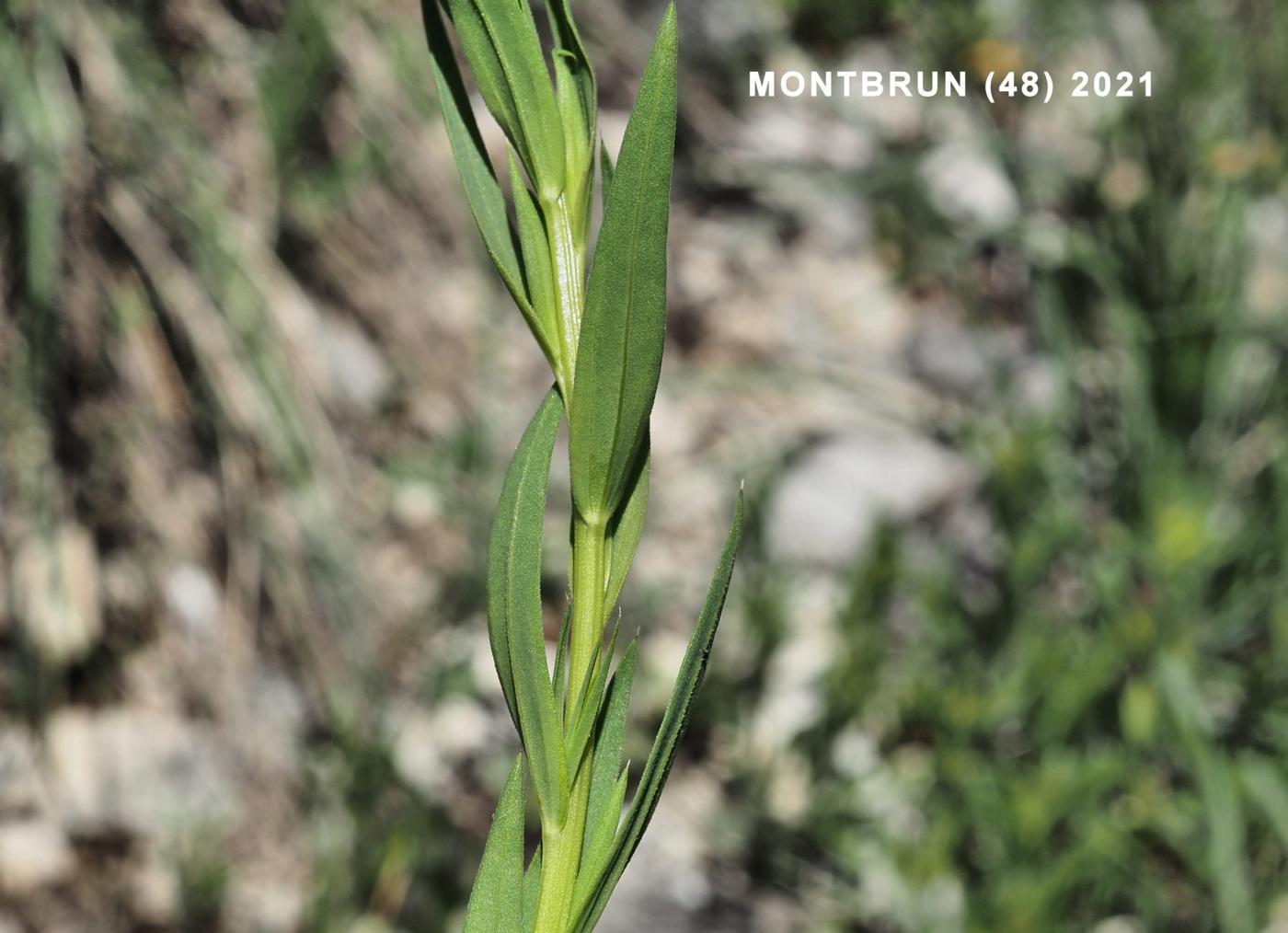 Flax, Upright leaf